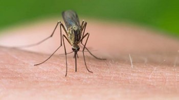Νέο κρούσμα του ιού του Δυτικού Νείλου – Στους 47 οι νεκροί