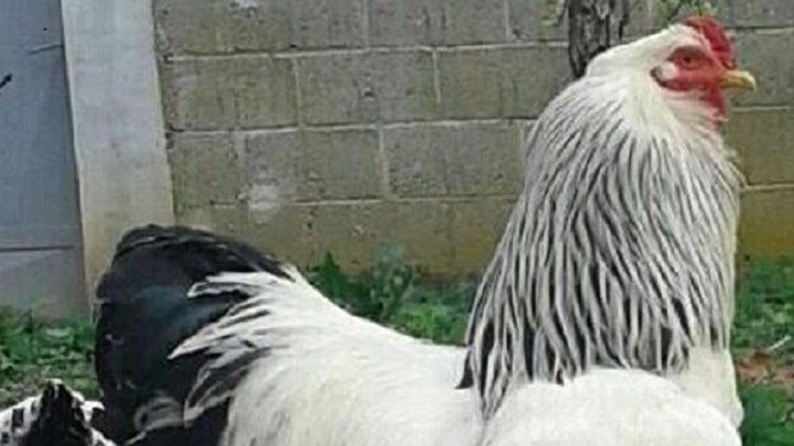 Κι όμως δεν είναι σκύλος- Είναι κόκορας – ΒΙΝΤΕΟ