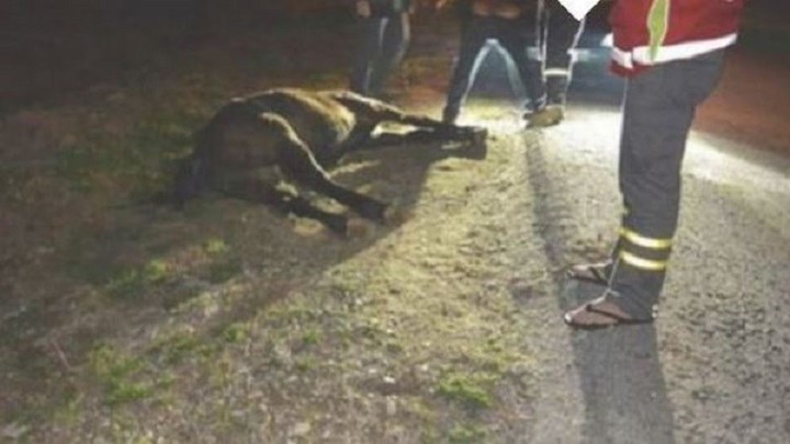 Τροχαίο με άλογο στο Καρπενήσι – Σκοτώθηκε το ζώο