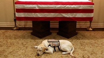 Δεν φεύγει από το φέρετρο του Μπους το αφοσιωμένο λαμπραντόρ του -ΦΩΤΟ