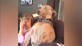 Επικό βίντεο: Αυτοί οι σκύλοι θα μπορούσαν να δουλέψουν στο Χόλιγουντ – ΒΙΝΤΕΟ