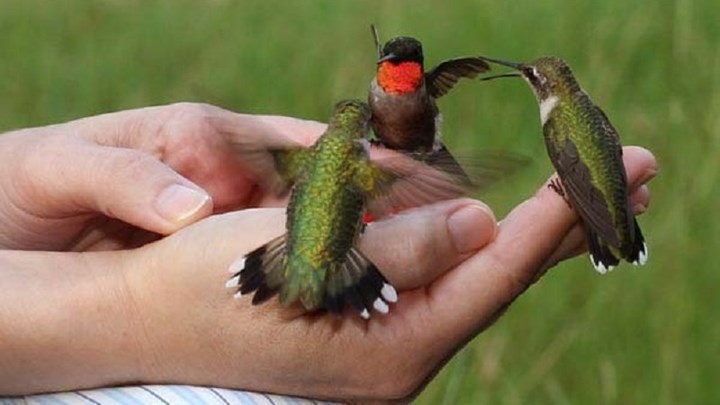 Αυτό είναι το μικρότερο πτηνό του κόσμου – Ζυγίζει 2 γραμμάρια – ΦΩΤΟ