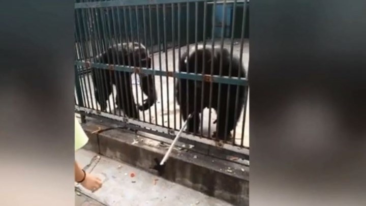 Χιμπατζής “κλέβει” selfie stick από τουρίστα και τότε… – ΒΙΝΤΕΟ