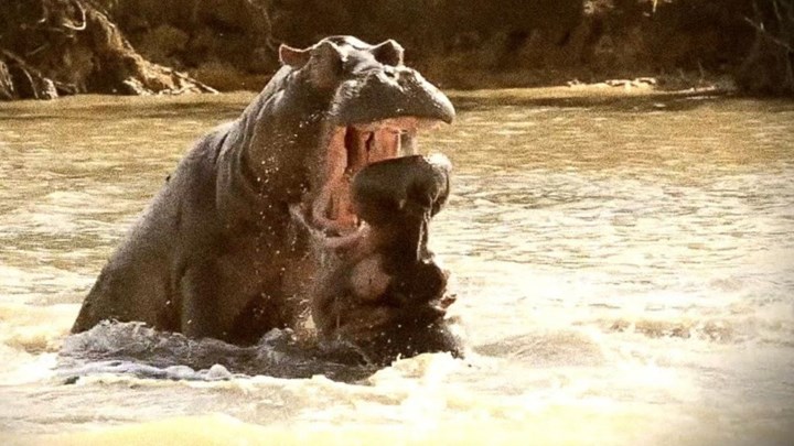 Ιπποπόταμος επιτέθηκε σε τουρίστρια – Αναποδογύρισε το κανό της