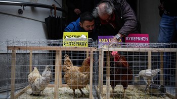 Διαμαρτυρία της ΠΟΕΔΗΝ με κόκορες και κότες έξω από το υπουργείο Υγείας – ΦΩΤΟ