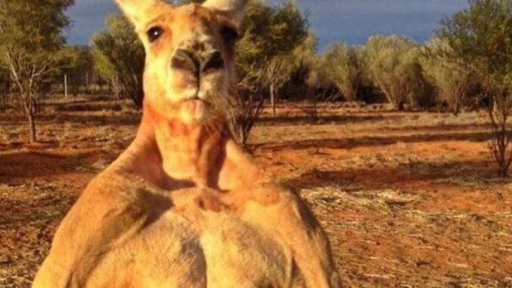 Πέθανε ο «Σβαρτζενέγκερ» των καγκουρό – ΦΩΤΟ