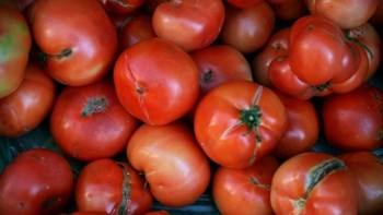 Δεσμεύτηκαν 1.580 κιλά ντομάτας