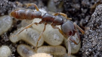 Αυτό είναι το μυρμήγκι «Δράκουλας» -Κατέχει το ρεκόρ του πιο γρήγορου ζώου – ΦΩΤΟ