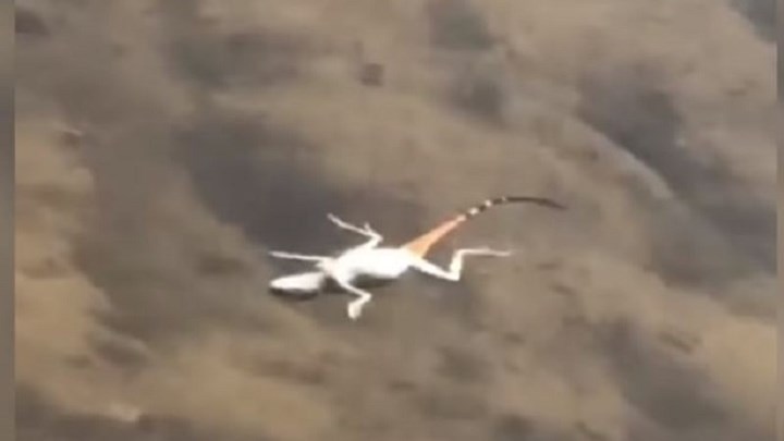 Δεν θα πιστεύετε τι έκανε δασοφύλακας για να σώσει μία σαύρα που πνιγόταν- ΒΙΝΤΕΟ