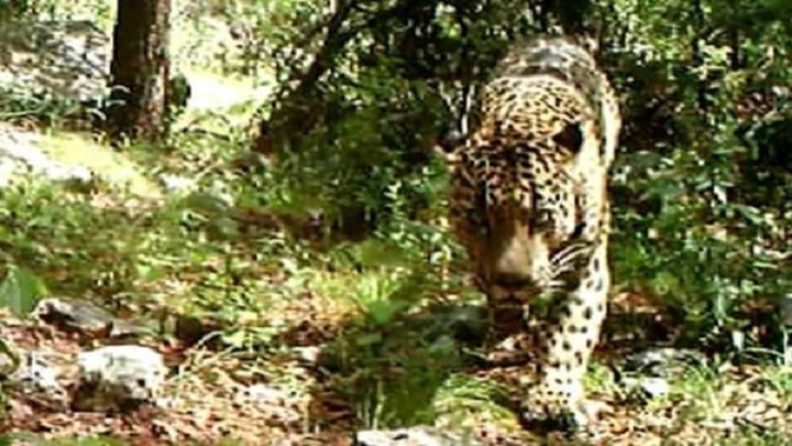 Θανατώθηκαν δύο τζάγκουαρ στο Αττικό Ζωολογικό Πάρκο – Τι αναφέρει η ανακοίνωση της διοίκησης