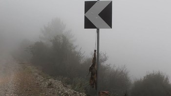 Κτηνωδία στη Λέσβο: Κρέμασαν αλεπού σε πινακίδα – Προσοχή σκληρές εικόνες