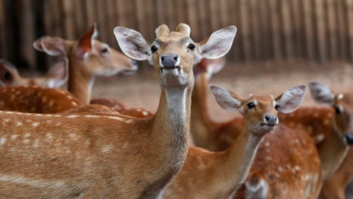 Λαθροκυνηγός καταδικάστηκε να παρακολουθεί την ταινία «Μπάμπι» κατά τη διάρκεια της φυλάκισής του