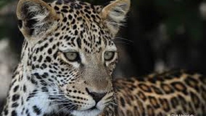 Σοκαριστικό – Λεοπάρδαλη αποκεφάλισε τρίχρονο αγόρι μπροστά στα μάτια της μητέρας του