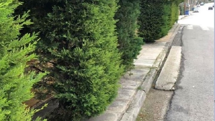 Αποκλεισμένο πεζοδρόμιο… από δέντρα στον Γέρακα – ΦΩΤΟ