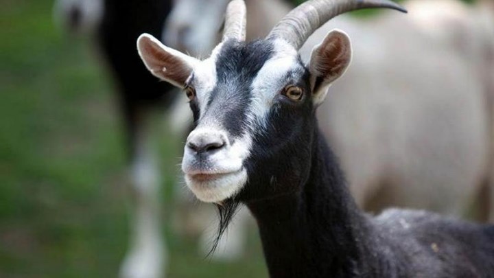 Επτά χρόνια κάθειρξη γιατί σκότωσε την κατσίκα του γείτονά του