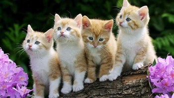 Ρώσοι επιστήμονες δημιουργούν εμβόλιο για την αλλεργία στις γάτες