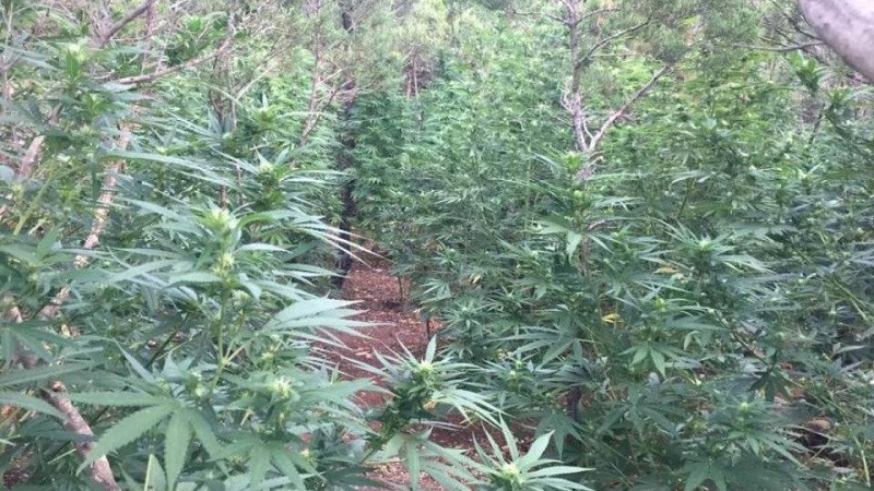 Βρήκαν τον ιδιοκτήτη μεγάλης χασισοφυτείας στον Μυλοπόταμο- Τον έψαχναν από το καλοκαίρι
