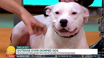 Τηλεοπτικός… αστέρας ο σκύλος που ο ιδιοκτήτης του τον εγκατέλειψε πριν από τα Χριστούγεννα – ΒΙΝΤΕΟ