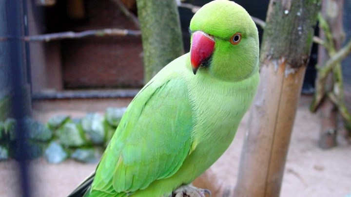 Γιατί γέμισαν με παπαγάλους τα πάρκα στην Αθήνα;