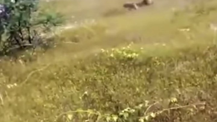 Η στιγμή που λεοπάρδαλη επιτίθεται σε πλήθος στην Ινδία – ΒΙΝΤΕΟ