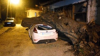 Δέντρο ξεριζώθηκε και καταπλάκωσε αυτοκίνητο – ΦΩΤΟ