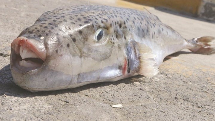 Σε απόγνωση οι ψαράδες στην Κρήτη από τους Λαγοκέφαλους που καταβροχθίζουν τα πάντα- ΒΙΝΤΕΟ