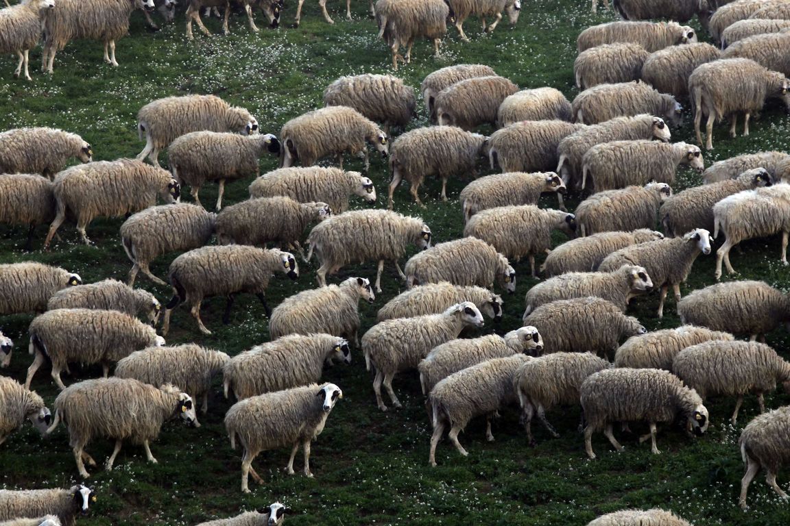 Aσυνείδητοι πέταξαν ζωντανό πρόβατο σε κάδο απορριμμάτων