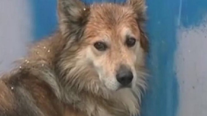 Συγκλονιστικό: Ο σκύλος της Αγγελικής οδήγησε τους αστυνομικούς στο σημείο που βρέθηκε θαμμένη