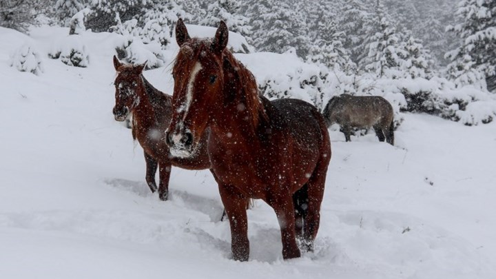 ”Καλπασμός” επιβίωσης για τα άλογα της Σαμαρίνας – ΦΩΤΟ