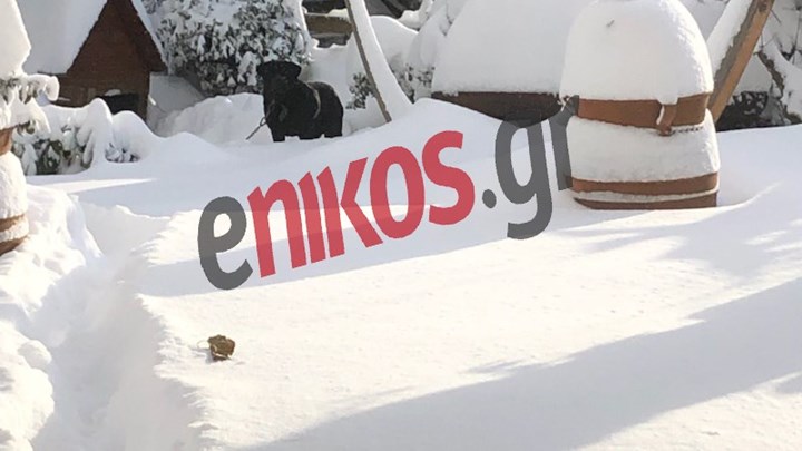 Το χιόνι έχει καλύψει τα πάντα στις Αφίδνες- ΦΩΤΟ αναγνώστη