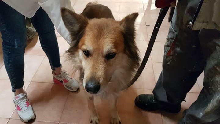 Υιοθετήθηκε το σκυλί της Αγγελικής από την Κέρκυρα – ΦΩΤΟ