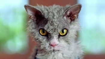 Αυτός είναι ο πιο …τσατισμένος γάτος του διαδικτύου – ΦΩΤΟ- ΒΙΝΤΕΟ