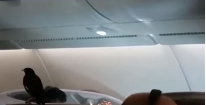 Χαμός σε πτήση όταν στην καμπίνα επιβατών πέταξε ένα… πουλί – ΒΙΝΤΕΟ