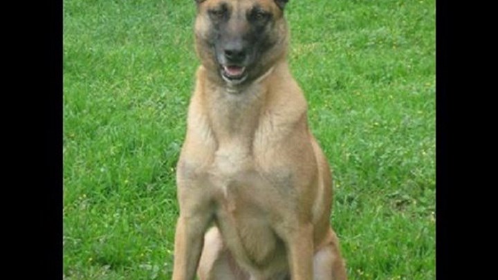 Απώλεια για τη Δίωξη Ναρκωτικών – Χάθηκε ένας ακόμη σκύλος ανίχνευσης ναρκωτικών