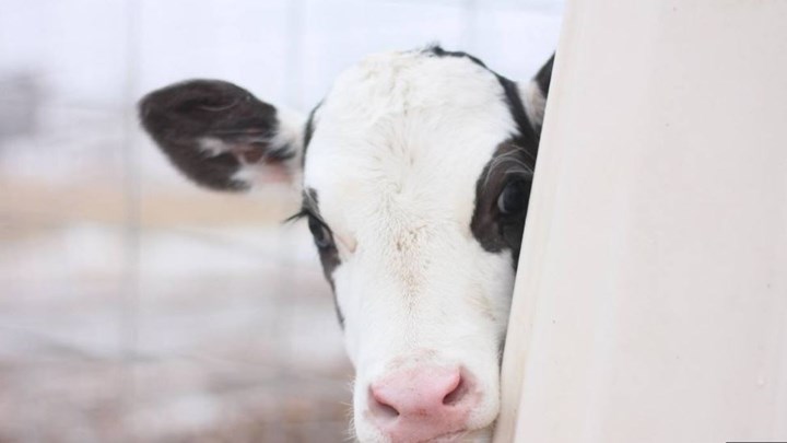 Επιχείρηση διάσωσης ενός… μοσχαριού – Εγκλωβίστηκε σε τρύπα ενάμιση μέτρου