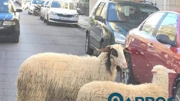 Πρόβατα κάνουν βόλτα στο κέντρο της Καλαμάτας – ΦΩΤΟ