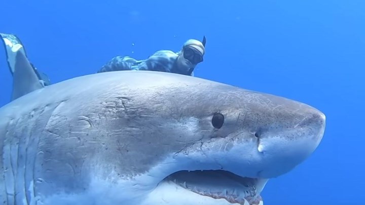 Κολύμπησαν δίπλα στον μεγαλύτερο λευκό καρχαρία που έχει ποτέ καταγραφεί – ΒΙΝΤΕΟ