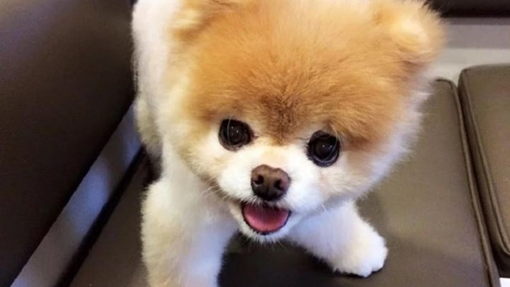 Πέθανε το πιο όμορφο σκυλί στον κόσμο – ΦΩΤΟ – ΒΙΝΤΕΟ