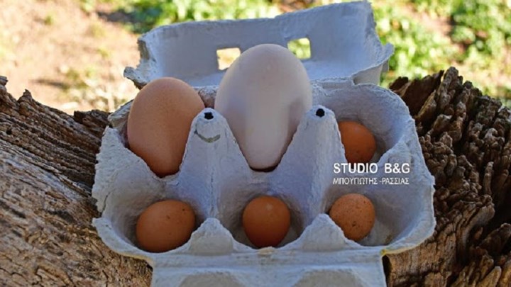 Μίνι αυγά κάνει μία κότα στο Ναύπλιο – ΒΙΝΤΕΟ-ΦΩΤΟ