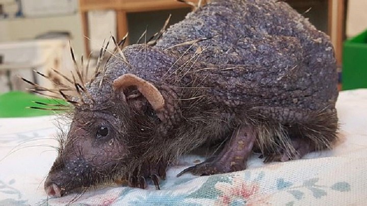 Το δράμα ενός σκαντζόχοιρου – Έχασε όλα τα αγκάθια του από το… στρες – ΦΩΤΟ – ΒΙΝΤΕΟ