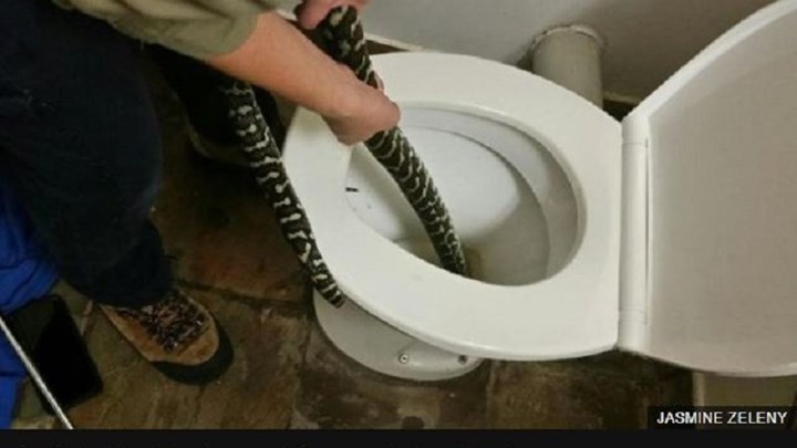Τη δάγκωσε φίδι μέσα στην τουαλέτα