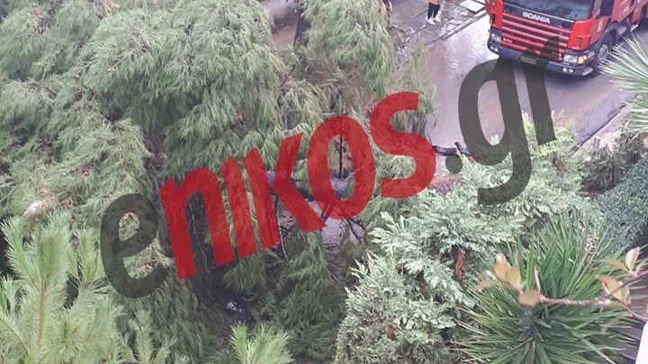 Πεύκο ξεριζώθηκε από τον αέρα στο Πολύδροσο- ΦΩΤΟ αναγνώστη