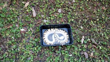 Βρήκαν στην αυλή τους πύθωνα