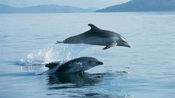 Νεκρό δελφίνι σε παραλία της Άνδρου