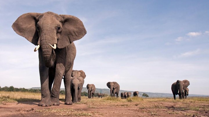 Εγκαταλελειμμένο γονίδιο που ενεργοποιήθηκε ξανά προστατεύει τους ελέφαντες από τον καρκίνο