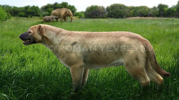 Νέα μελέτη αποκαλύπτει πώς οι πρόγονοι των σύγχρονων σκύλων κυνηγούσαν τα θηράματά τους