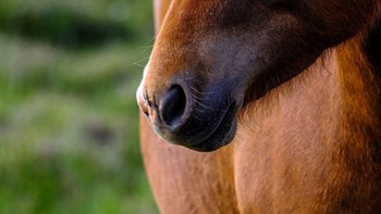 Ασυνείδητοι πυροβόλησαν άλογο στον Δρυμό Βόνιτσας