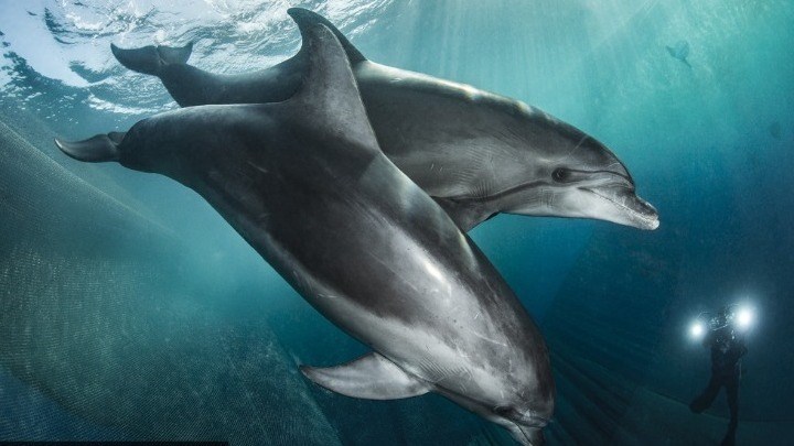 Eιδική συσκευή κρατάει μακριά από τα δίχτυα τα δελφίνια