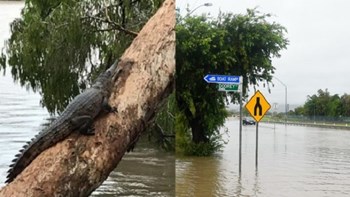 Στο έλεος των βροχών η Αυστραλία – Κροκόδειλοι και φίδια βγήκαν στους δρόμους – ΒΙΝΤΕΟ