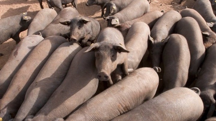Φρίκη: Γουρούνια έφαγαν ζωντανή 56χρονη